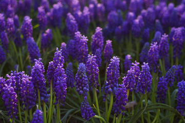 Obraz premium Purple flower