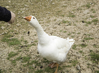 Goose in park