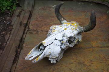 skull of a horned animal on the background of iron