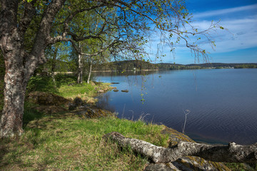 Fototapeta na wymiar landscape on the shore of a lake in Karelia
