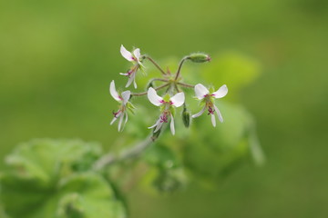 Pelargonia