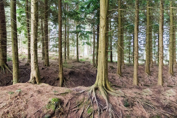 Fototapeta premium Woodlands and autumn