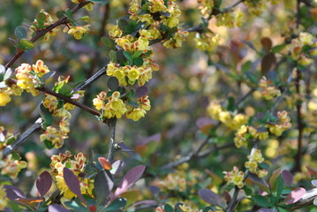 Berberys - Berberis