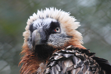 Bearded Vulture    (Gypaetus barbatus)
