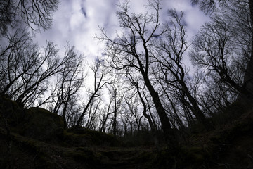 Strong backlight in an oak forest