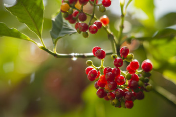 Chacrona 'Psychotria viridis', one of the Ayahuasca plants. Closeup with beautiful light. Florianópolis, Santa Catarina / Brazil
