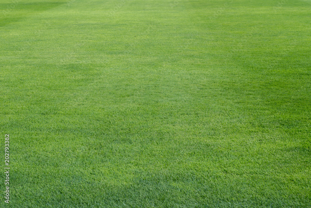 Wall mural green grass on playing field background