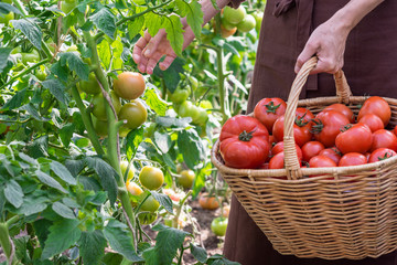 Woman is picking tomatoes in the greenhouse and puts into a  basket; farming, gardening and  agriculture,  concept
