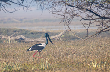 A black necked stork wading through the weeds and looking for fishes to catch for its chicks waiting in the nexst