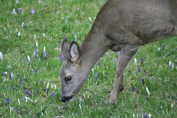 RIcke beim Knospenschmaus, lecker Krokus