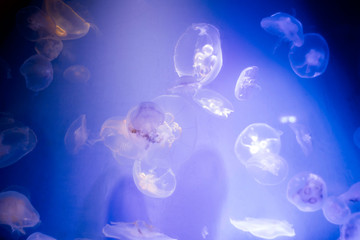 a lot of jellyfish on a blue background