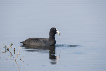 A common coot swimming in the waters of bharatpur bird sanctuary during a winter migration