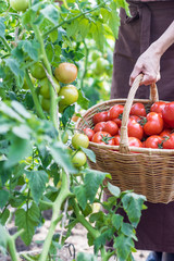 Woman is picking tomatoes in the greenhouse and puts into a  basket; farming, gardening and  agriculture,  concept