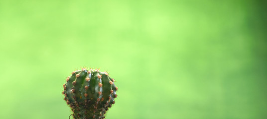 Cacti in pots on a green background