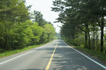 Jeju Road View