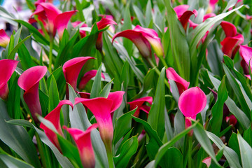 Obraz premium Flowers