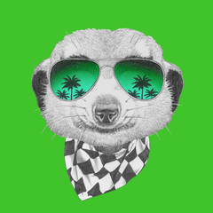 Portrait of Meerkat with sunglasses and scarf,  hand-drawn illustration