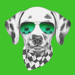 Portrait of Dalmatian with sunglasses and scarf,  hand-drawn illustration