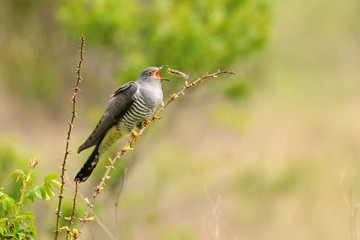 Common cuckoo (Cuculus canorus) sitting on a barbed branch and juggles a prey