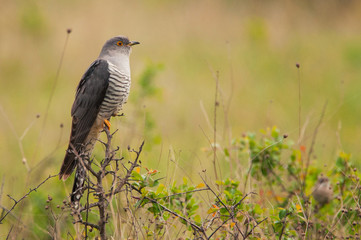 Common cuckoo (Cuculus canorus) sitting on a barbed branch