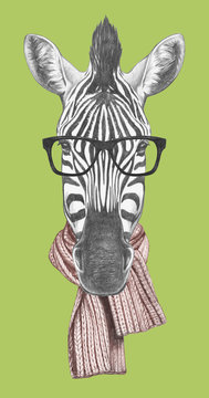 Portrait of Zebra with glasses and scarf,  hand-drawn illustration