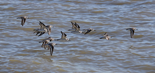 A flock of Sanderlings (Calidris alba) flying just off shore of the West Cape of Everglades National Park, Florida..