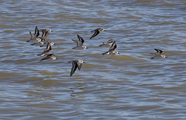 A flock of Sanderlings (Calidris alba) flying just off shore of the West Cape of Everglades National Park, Florida..