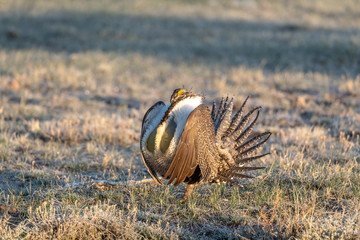 Male Greater Sage-Grouse in Courtship Display at Lek