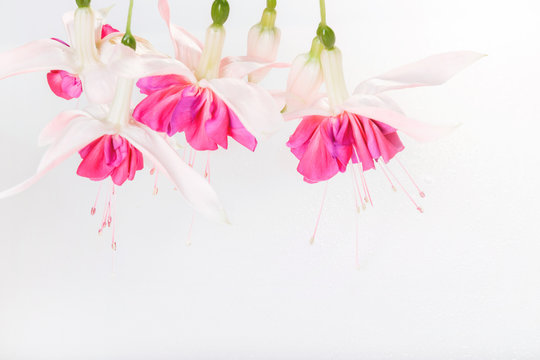 Delicate romantic pink fuchsia flowers, sprig on a white background with water drops. Copy space. Birthday, Mother's, Women's, Wedding Day concept