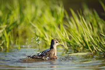 Wood Sandpiper (Tringa glareola) bathes