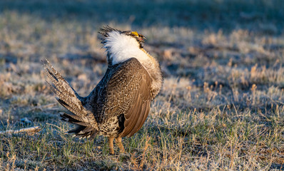Male Greater Sage-Grouse in Courtship Display at Lek