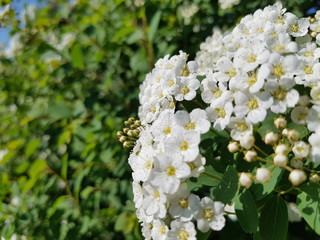 Frühling Blüten