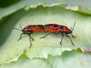 Brassica bug aka Murgantia histrionica. On my brassicas!