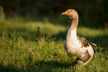 Obraz premium Home goose standing on green grass