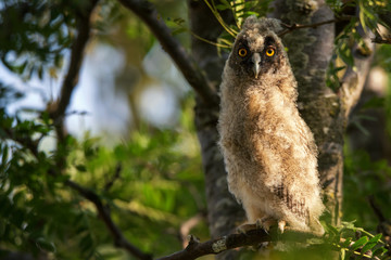 Young Long-eared owl (Asio otus) sitting on a tree branch
