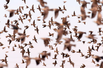 Flock of starling (Sturnus vulgaris)