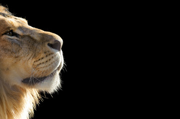 Lion in profile isolated on black background. Copy space