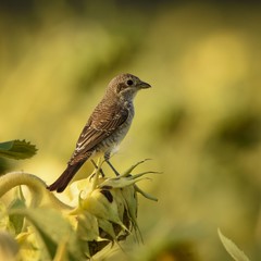 Young Red-backed Shrike (Lanius collurio) sitting on a sunflower