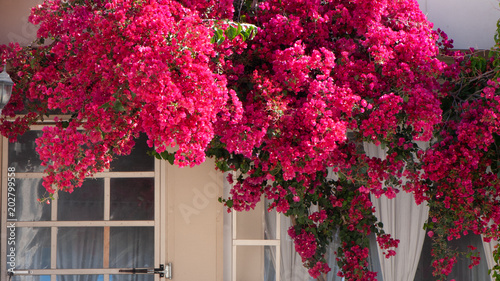 Image result for red bougainvillea flower on window