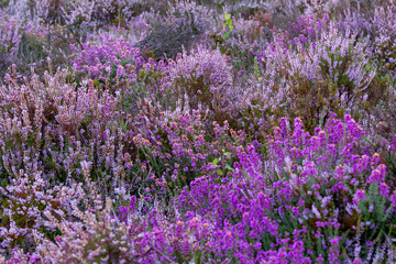 Colourful purple and pink heather