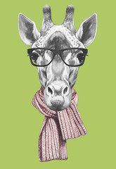 Portrait of Giraffe with scarf and glasses,  hand-drawn illustration