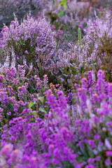 Fototapeta premium Colourful purple and pink heather