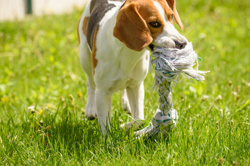 Beagle dog run and fun