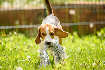 Beagle dog run and fun