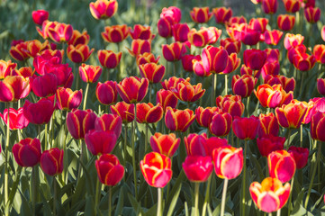 Red tulips, darwin hybrid with shadow under tree