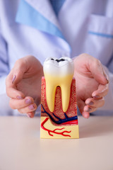 Dentist practicing work on tooth model