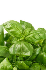 Sweet basil herb leaves bunch isolated on white background