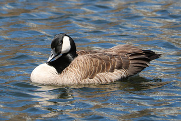 Canadian goose