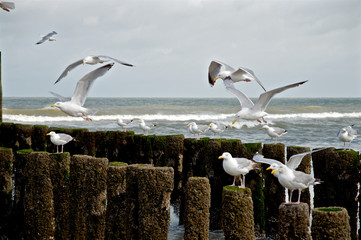 Möven am Wellenbrecher