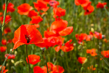 Horizontal View of Close Up of Poppies Meadow on blur Background
